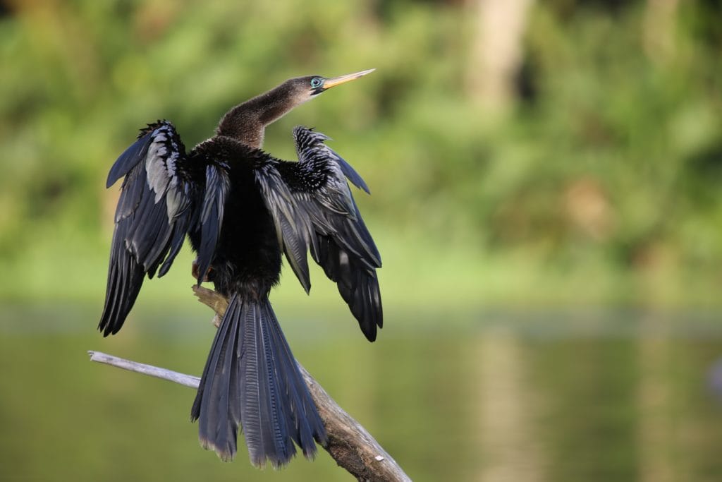 Anhinga Fan Tail