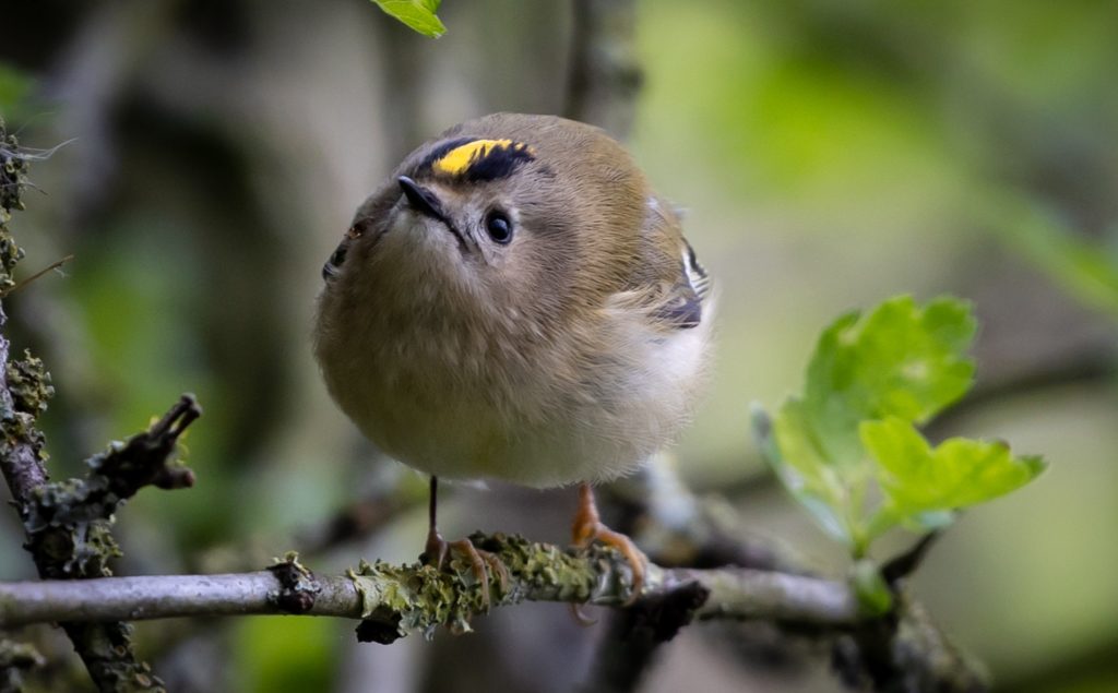 Goldcrest 2