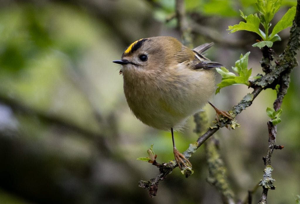 Goldcrest