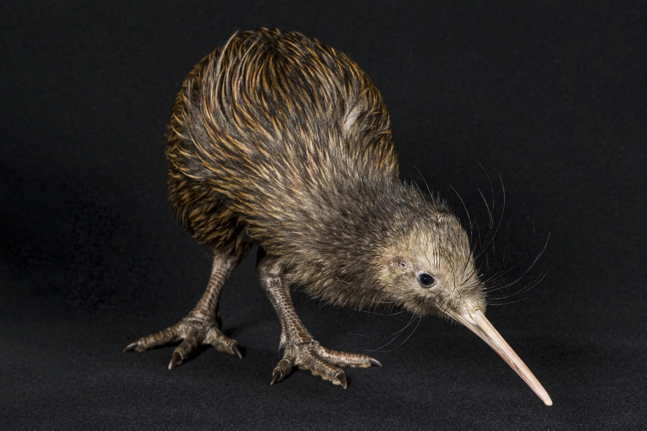 Kiwi Symbolism & Meaning (+Totem, Spirit & Omens) - World Birds
