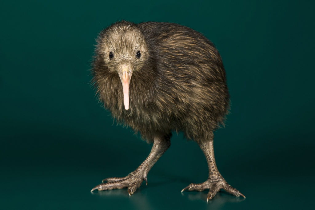 Brown Kiwi