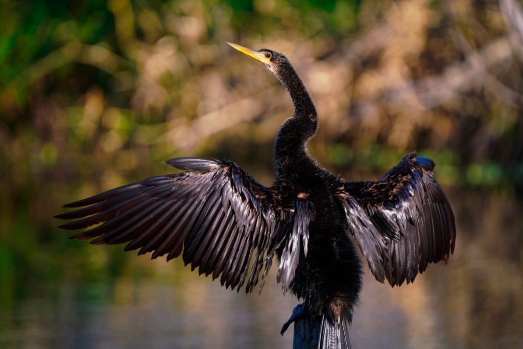 Anhinga Cruciform