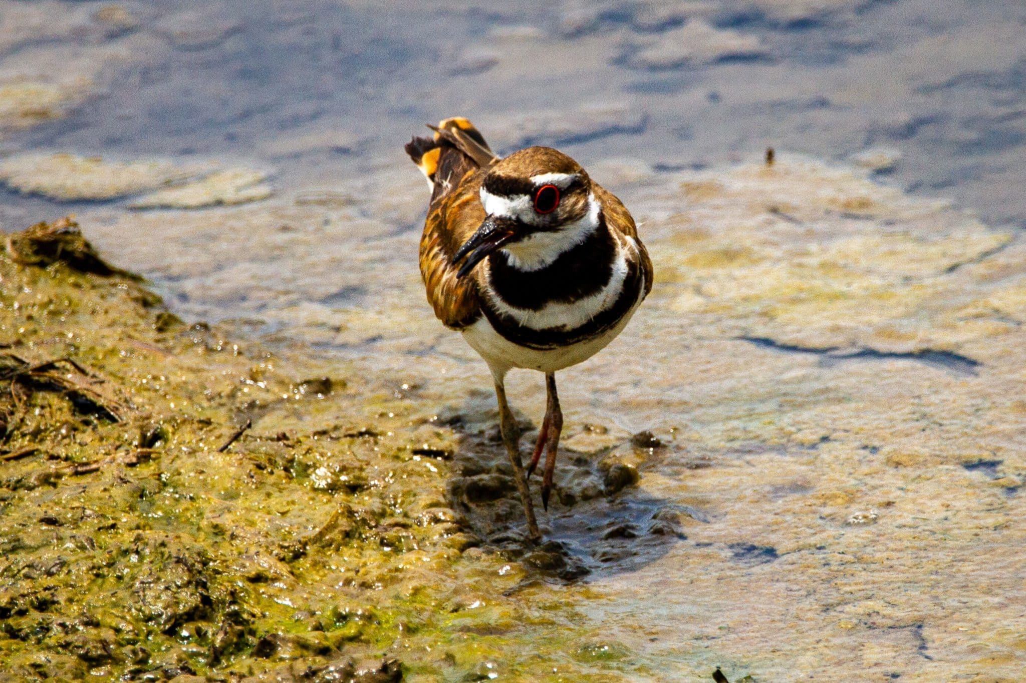 Killdeer Symbolism & Meaning (+Totem, Spirit & Omens) | World Birds