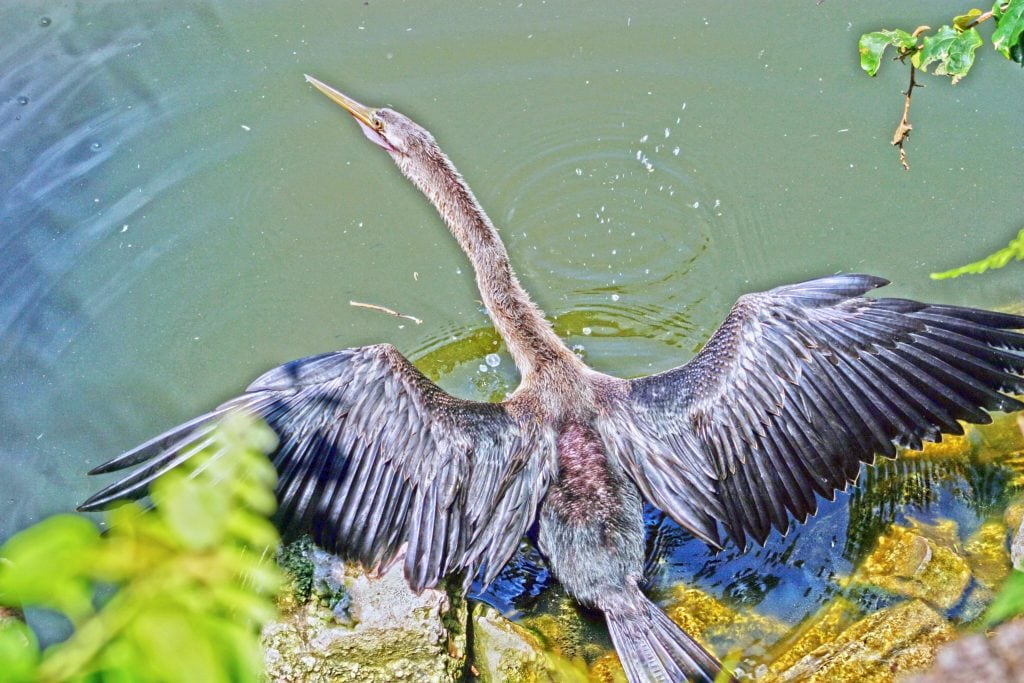 Anhinga Swim