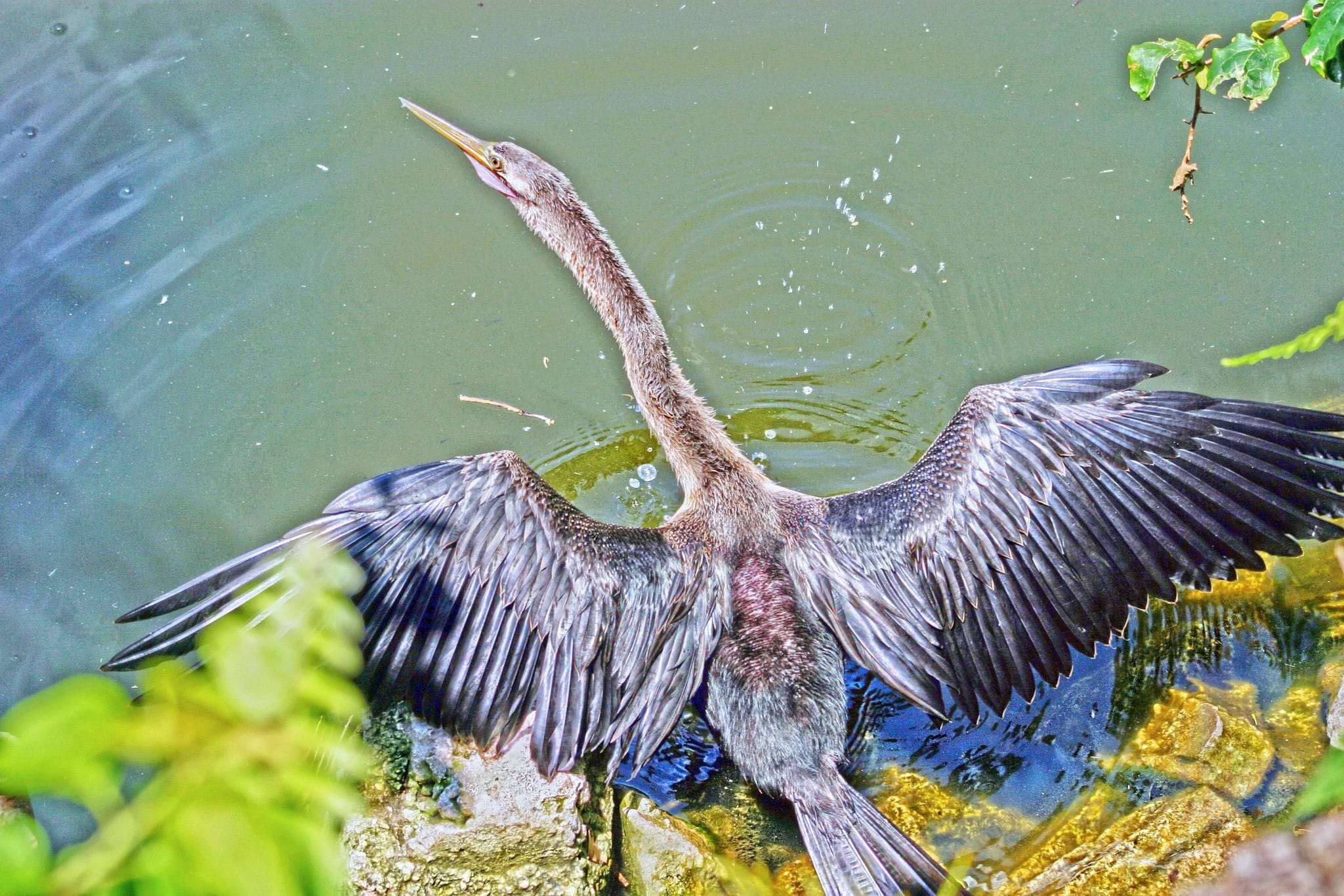 Anhinga Symbolism And Meaning Totem Spirit And Omens World Birds 