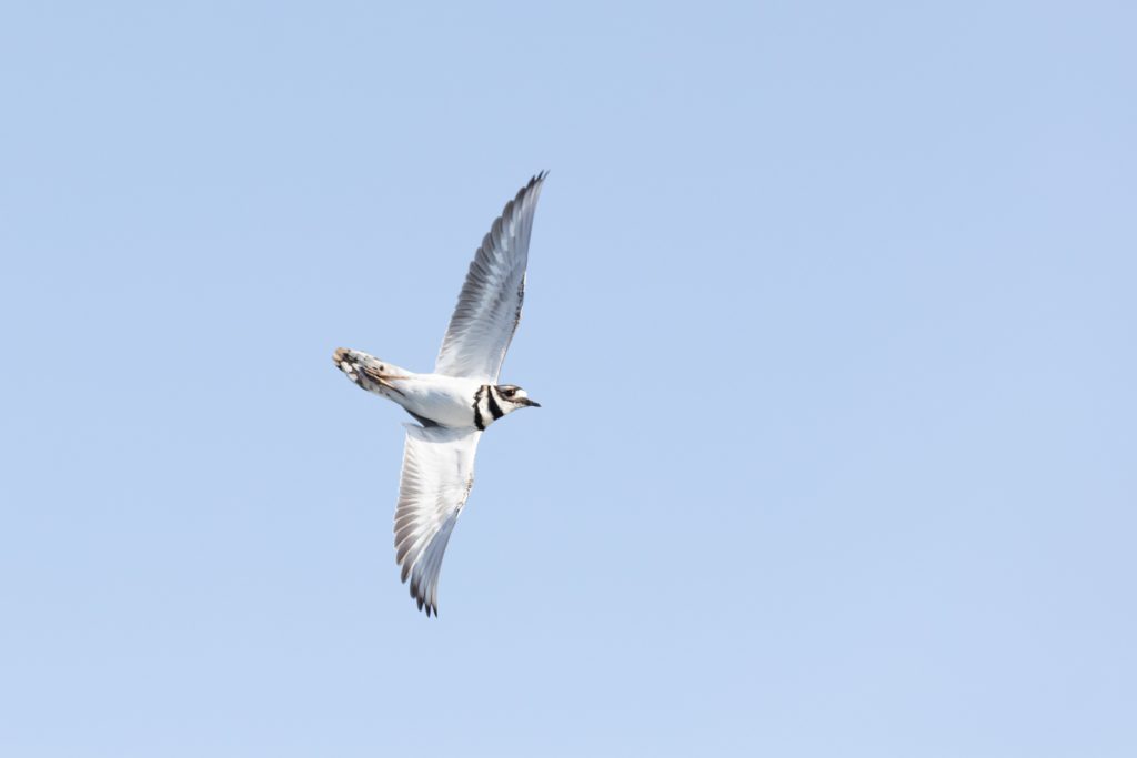 Killdeer in Flight