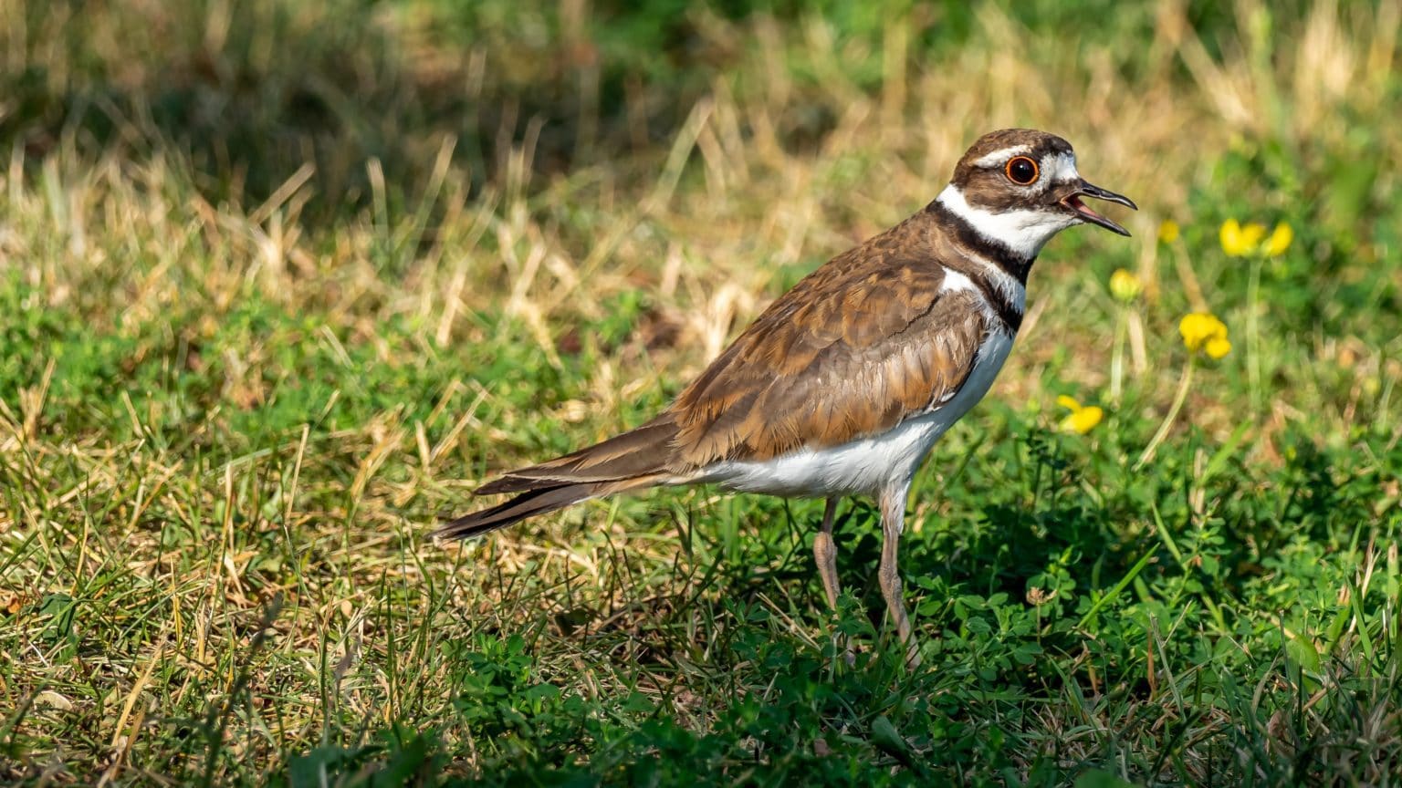 Killdeer Symbolism & Meaning (+Totem, Spirit & Omens) | World Birds