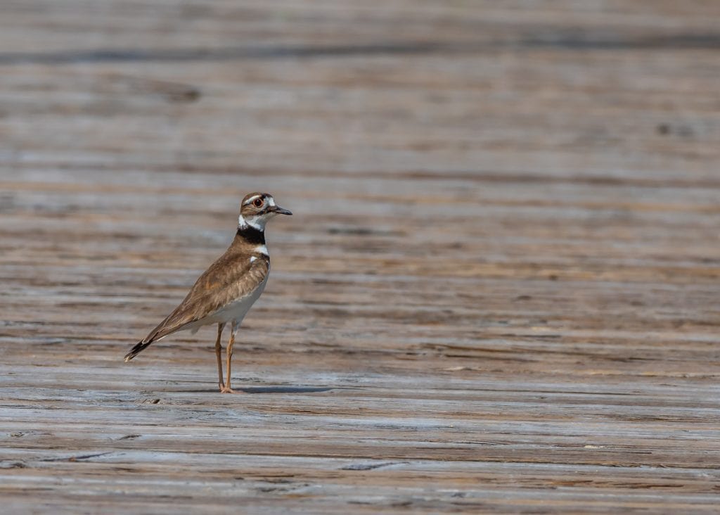 Killdeer Wading