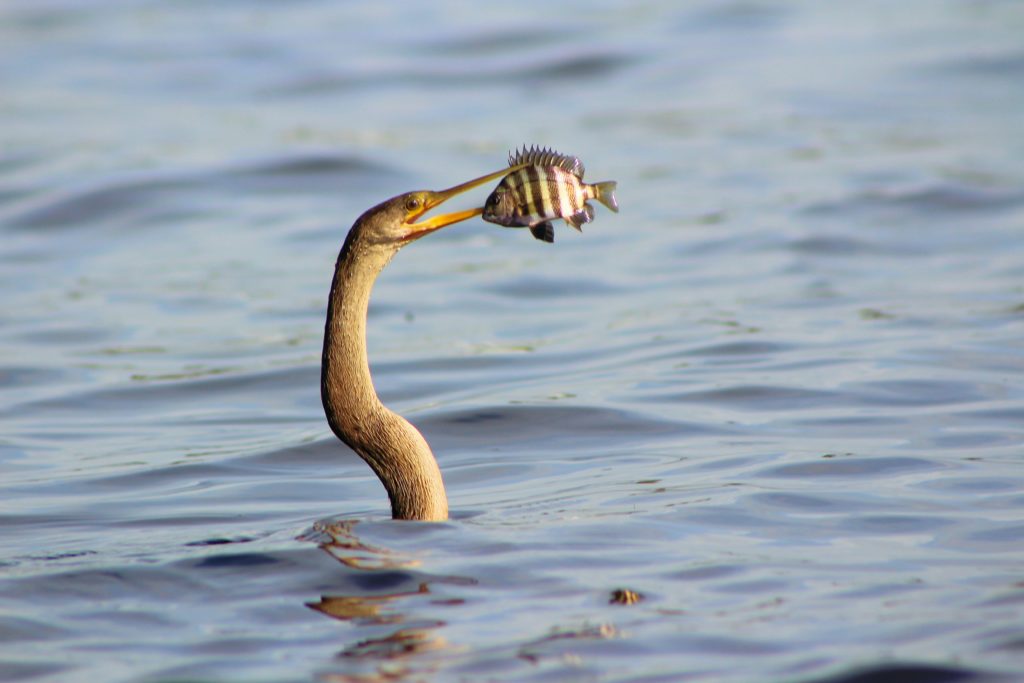 Anhinga Fish