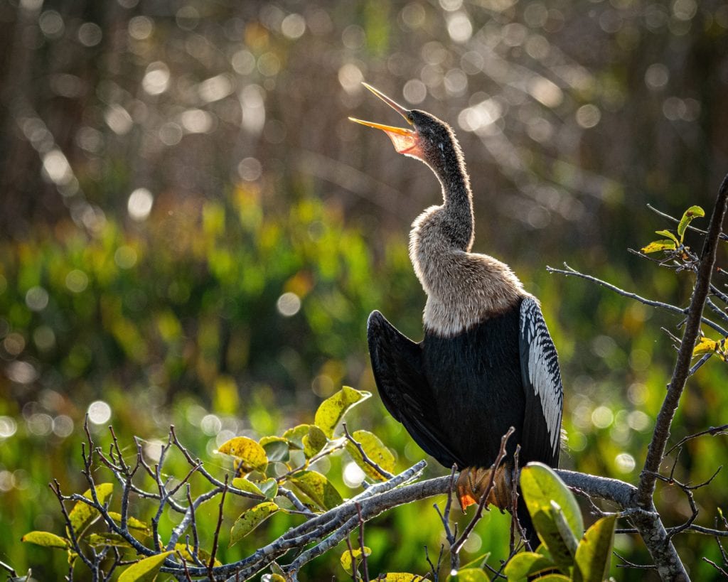 Anhinga Open Mouth