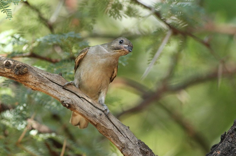 Lesser Honeyguide