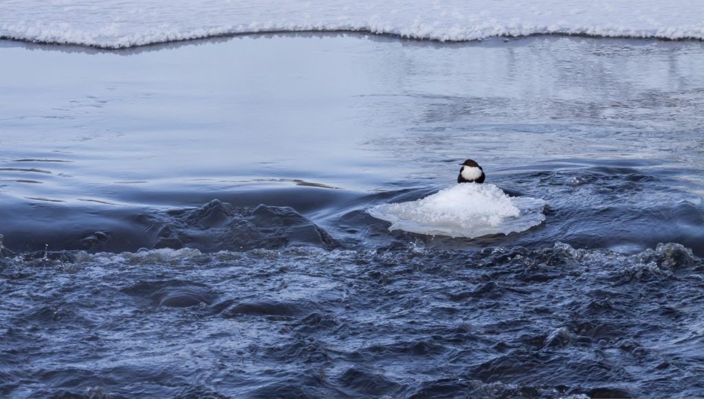 Dipper in Icy Conditions