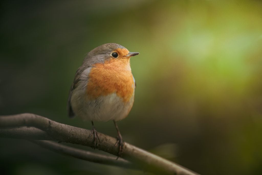 European Robin