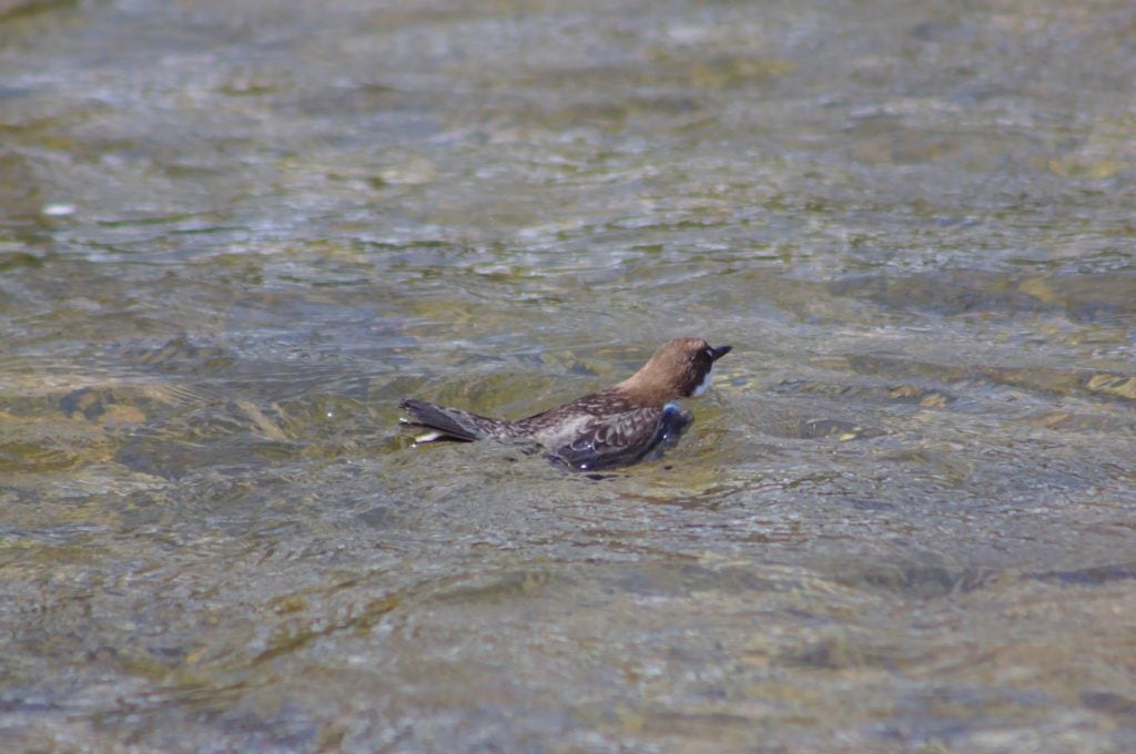 Swimming White-throated Dipper