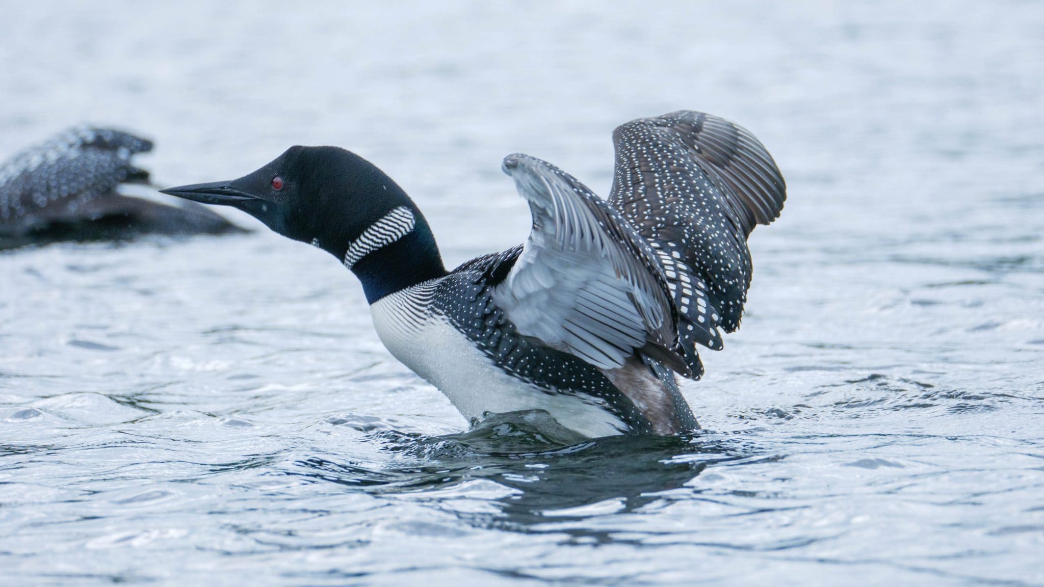 Loon Symbolism And Meaning Totem Spirit And Omens World Birds 