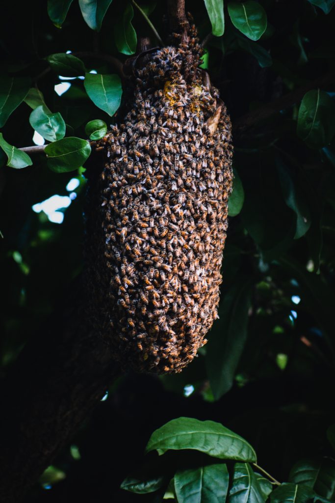 Bee hive in tree