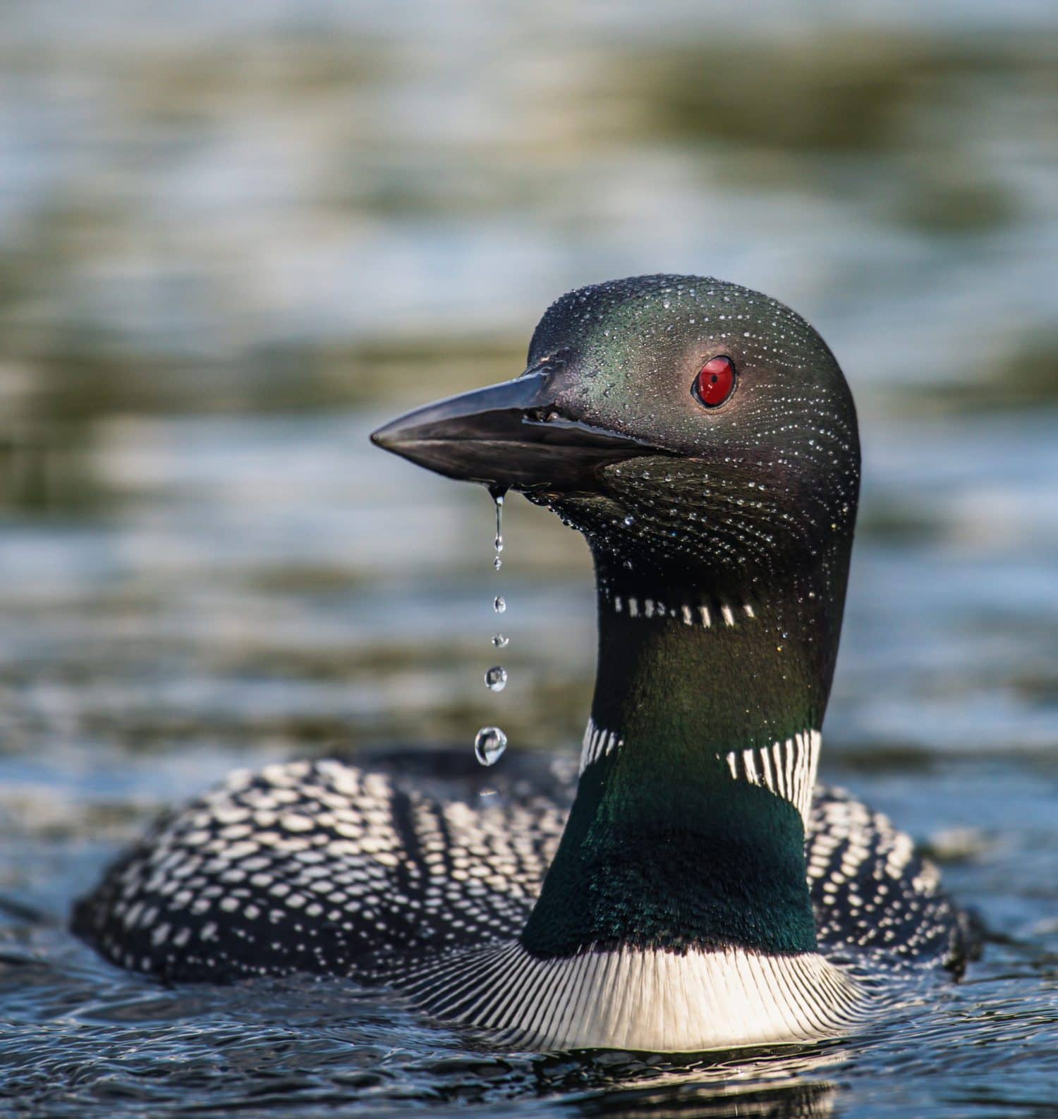Loon Symbolism & Meaning (+Totem, Spirit & Omens) | World Birds