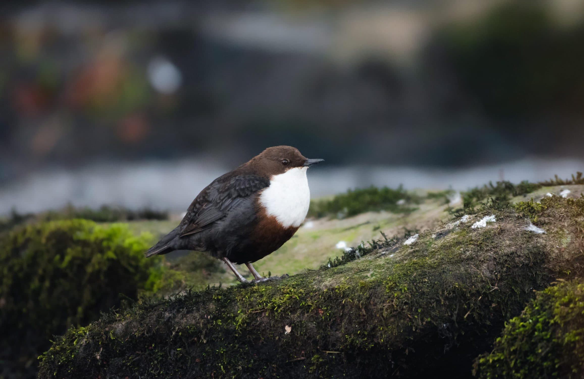 Nocturnal Dipper Meaning