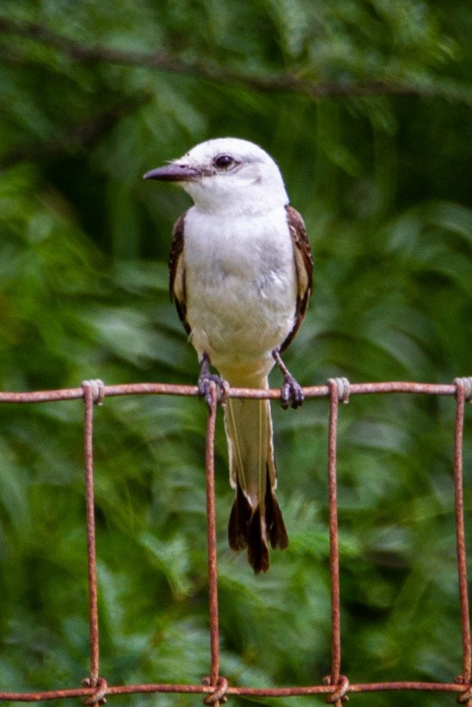 Scissor-tailed Flycatcher