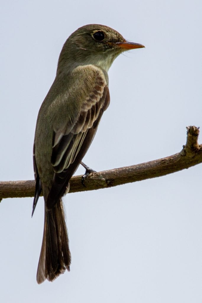 Flycatcher