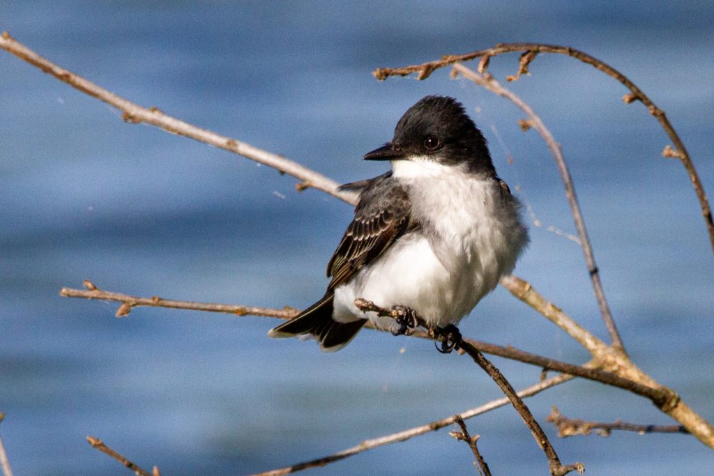 Kingbird