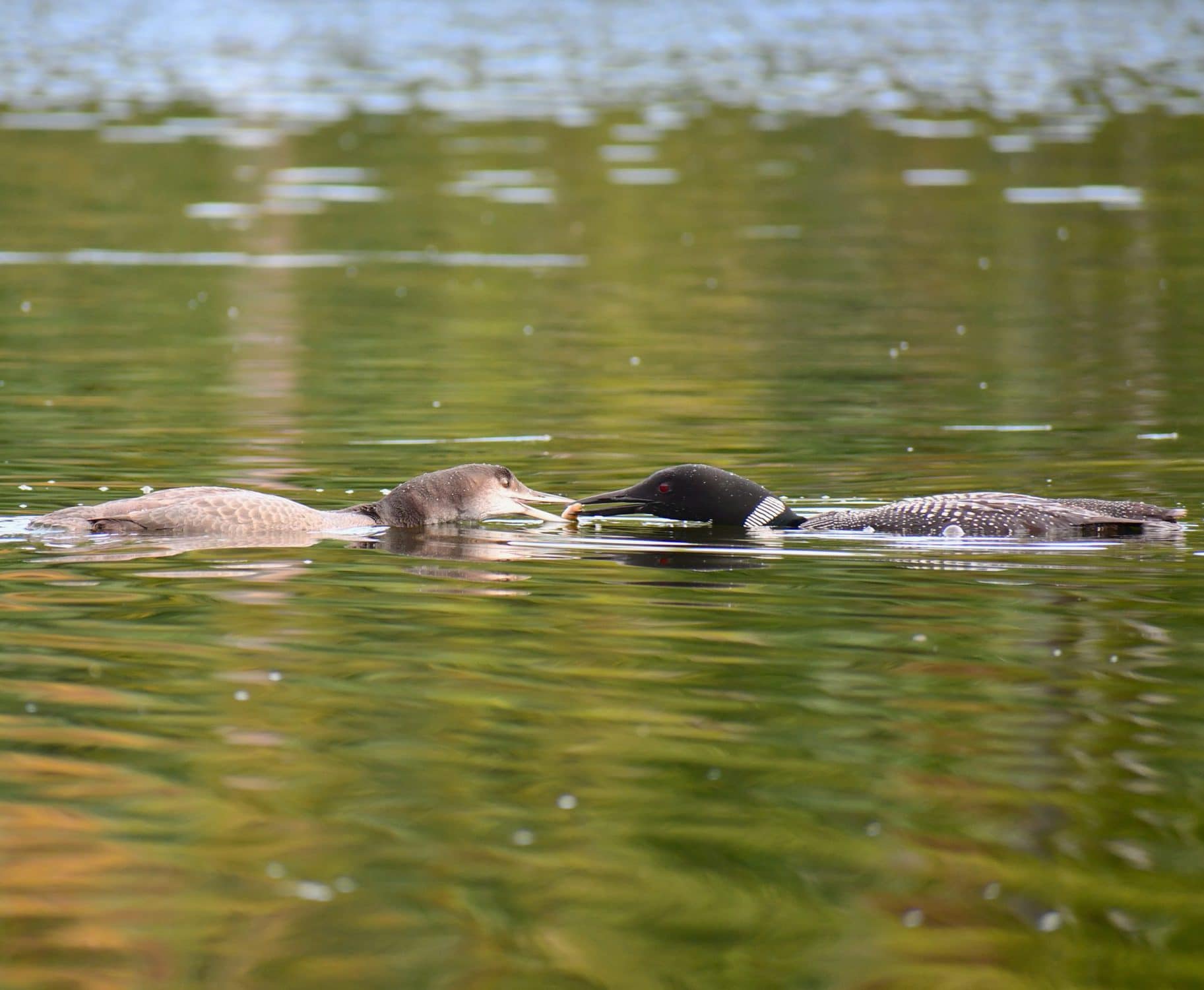 loon-symbolism-meaning-totem-spirit-omens-world-birds