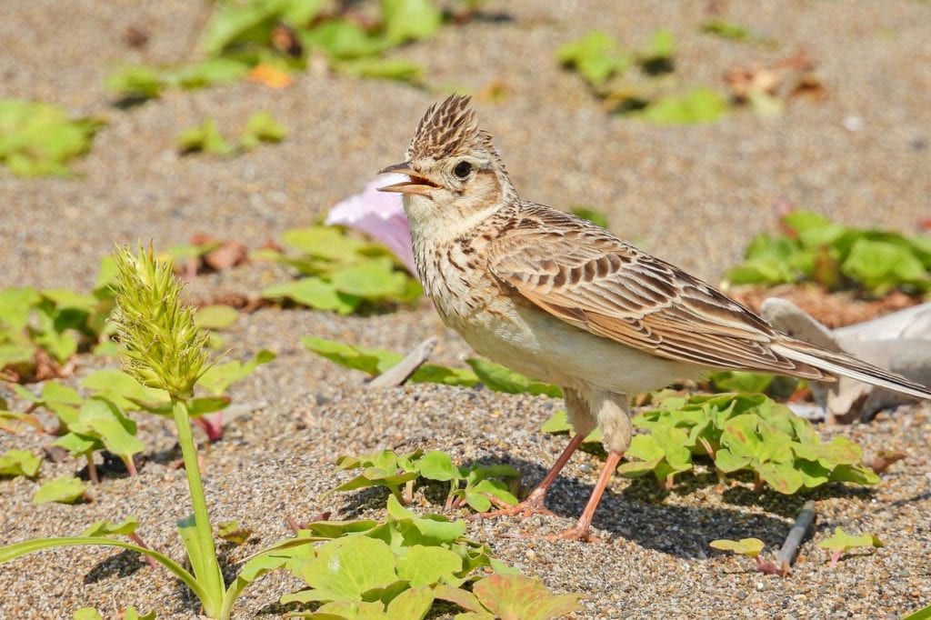 Skylark