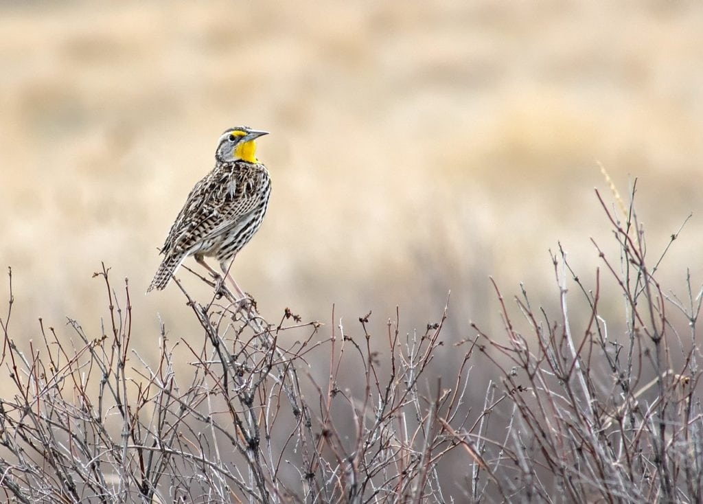 Western Meadowlark Manitoba Stock Photo  Download Image Now  Meadowlark Western  Meadowlark Bird  iStock