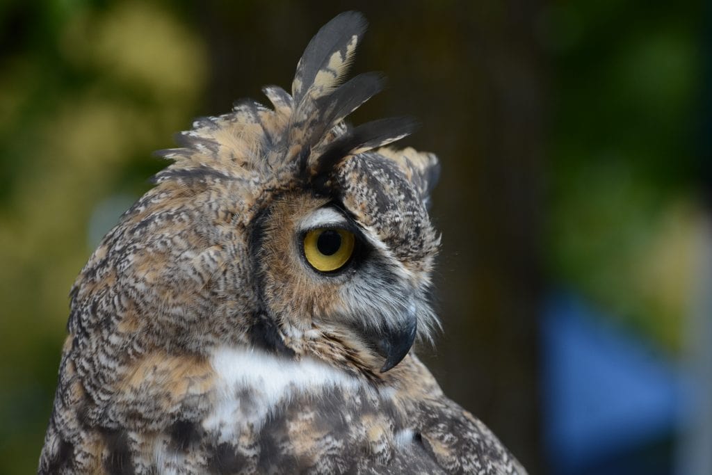 Great Horned Owl Close