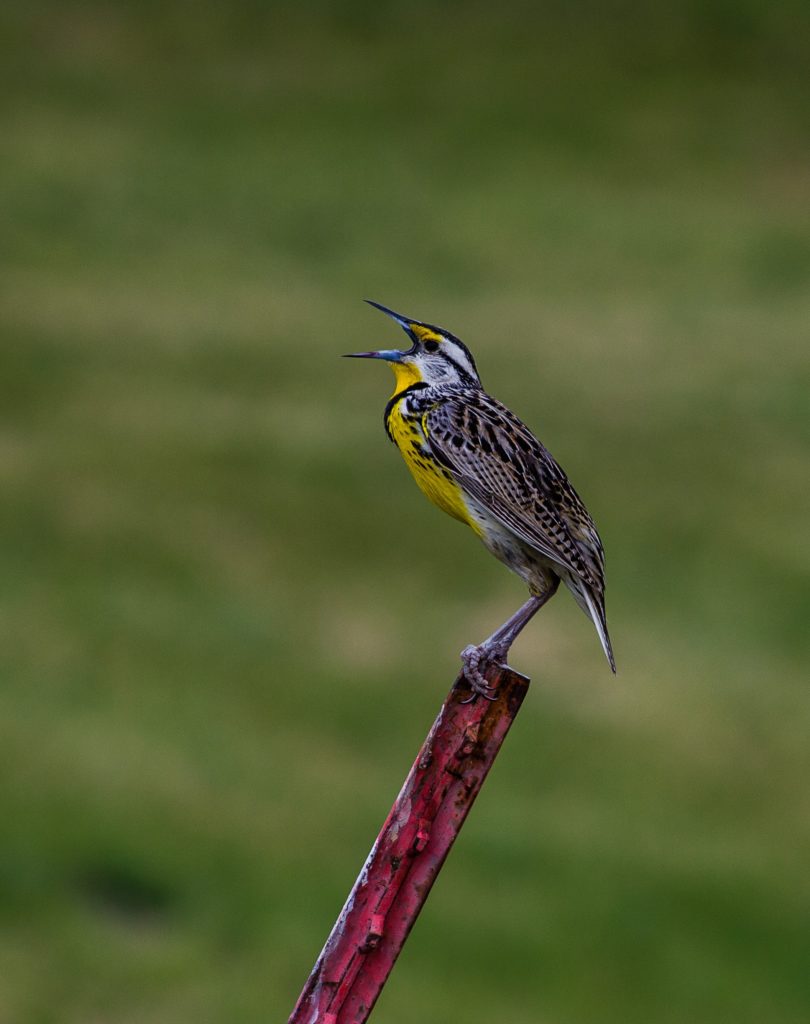 Meadowlark 2