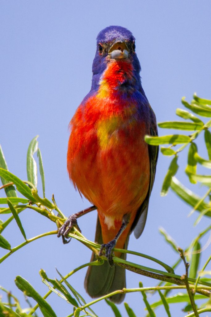 Painted Bunting Front