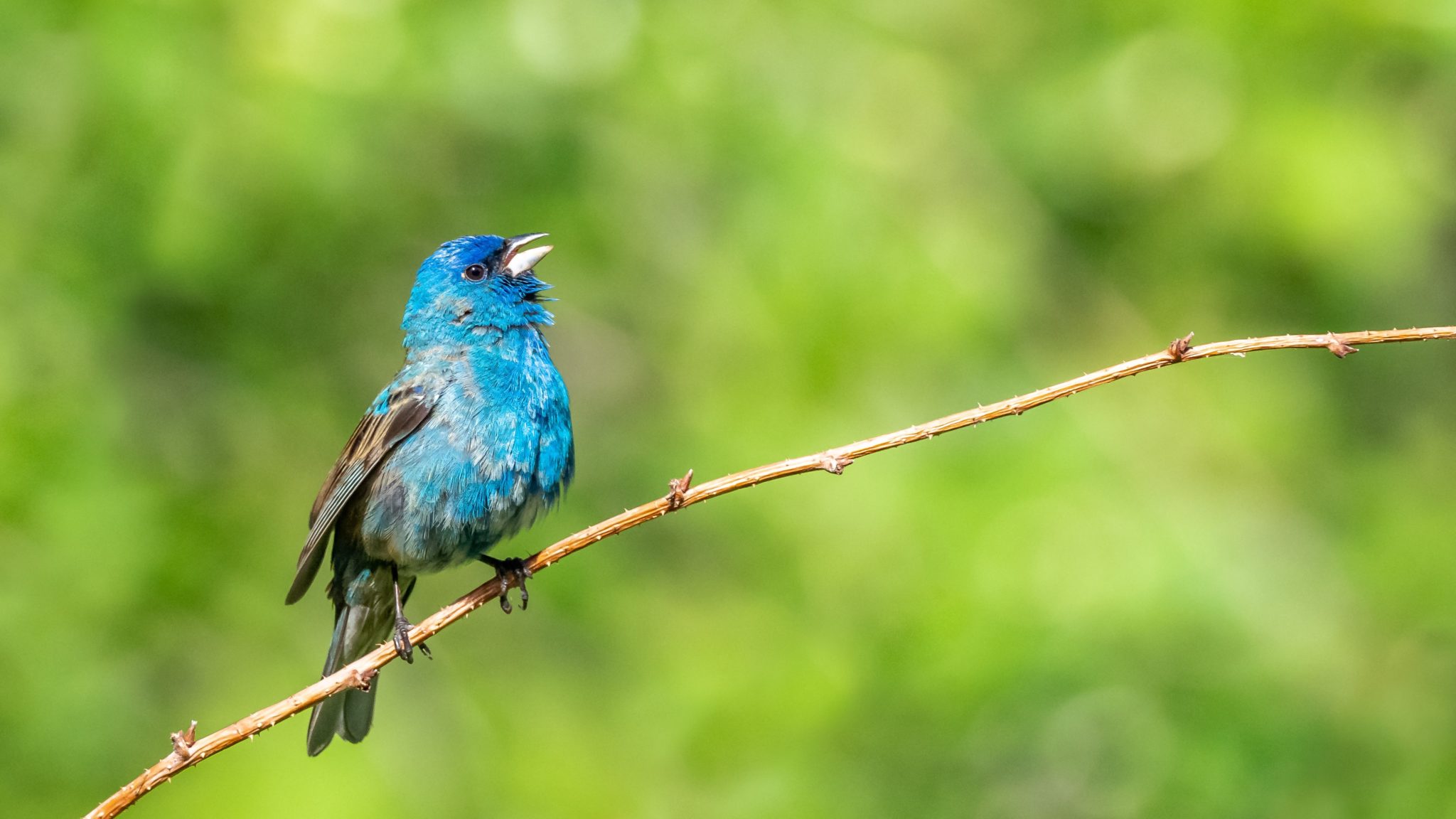 Bunting Symbolism & Meaning (+Totem, Spirit & Omens) World Birds