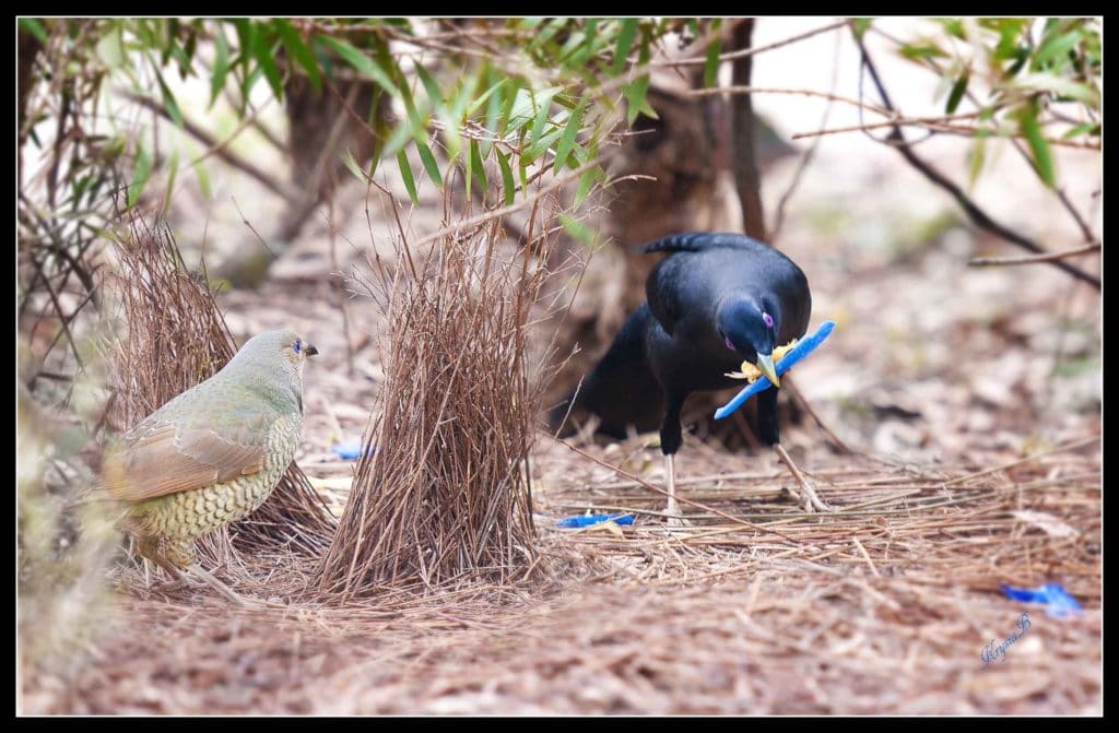 Bowerbird Courting Female with Blue Object