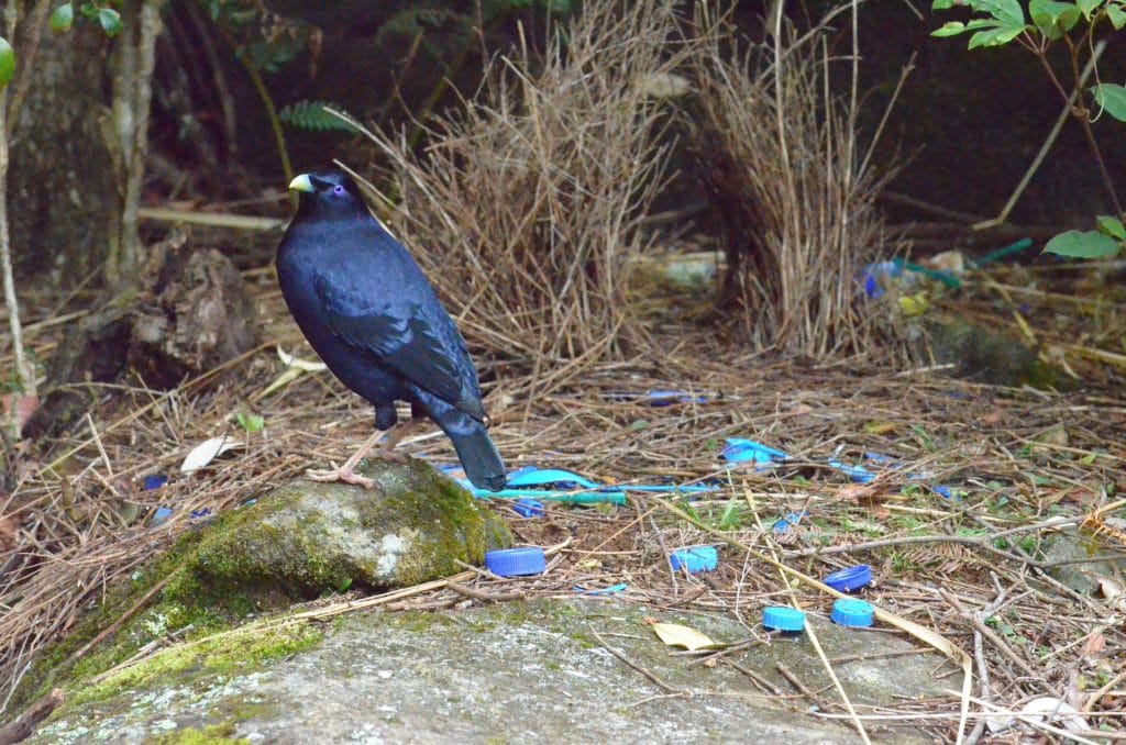 Satin Bowerbird with Blue Objects