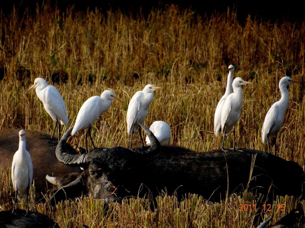 Egrets with Cattle