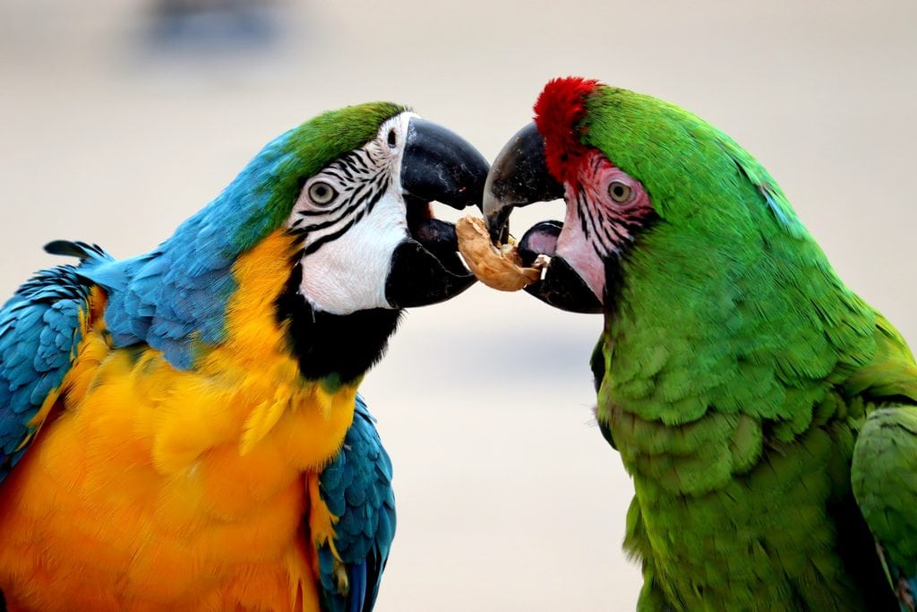 Pair of Macaws