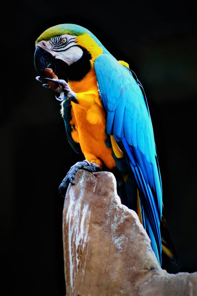 Macaw Eating