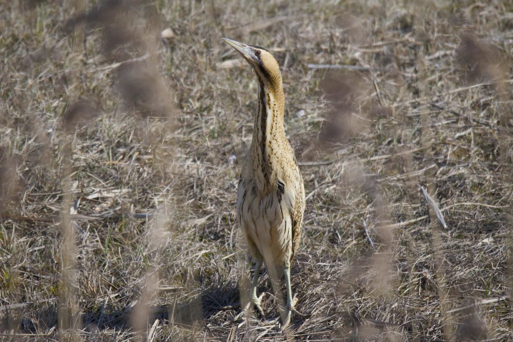 Bittern Neck Outstretched