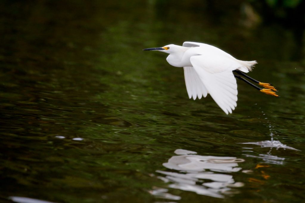 Egret Reflection on Water