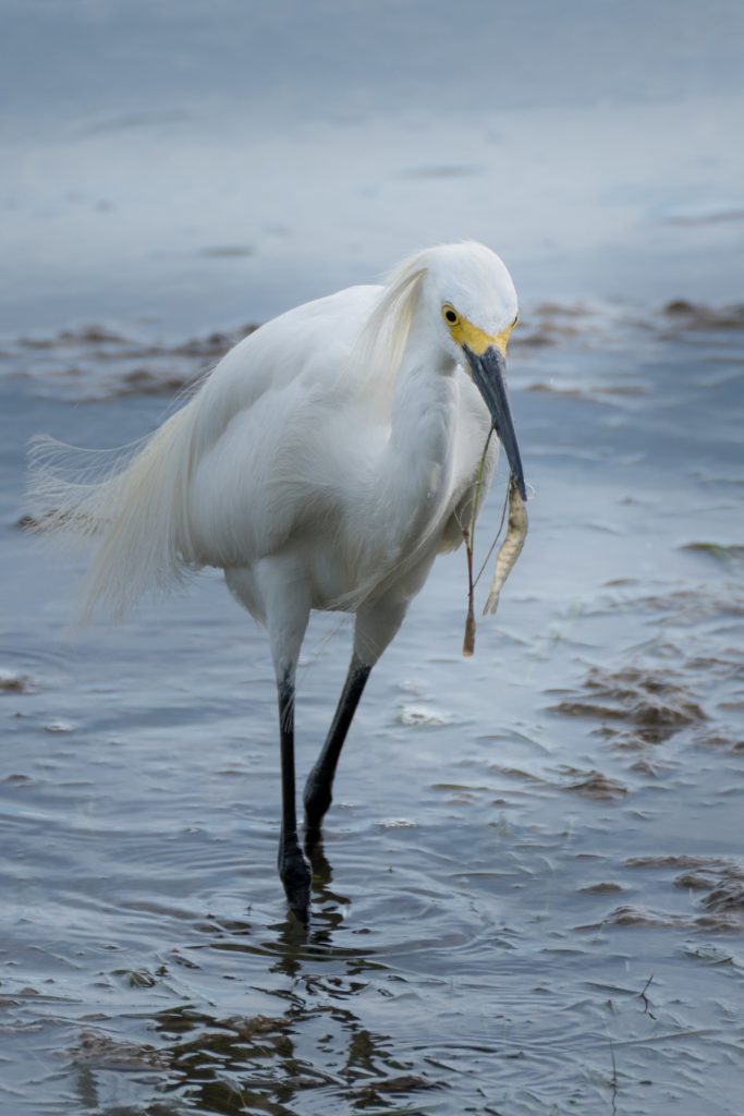 Egret with Crustacean