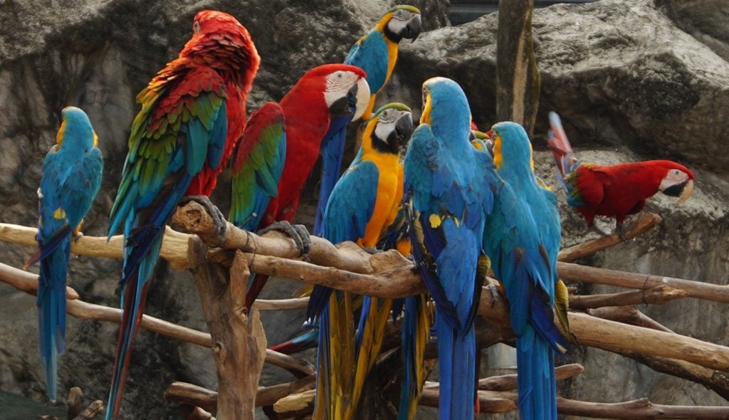 Flock of Macaws