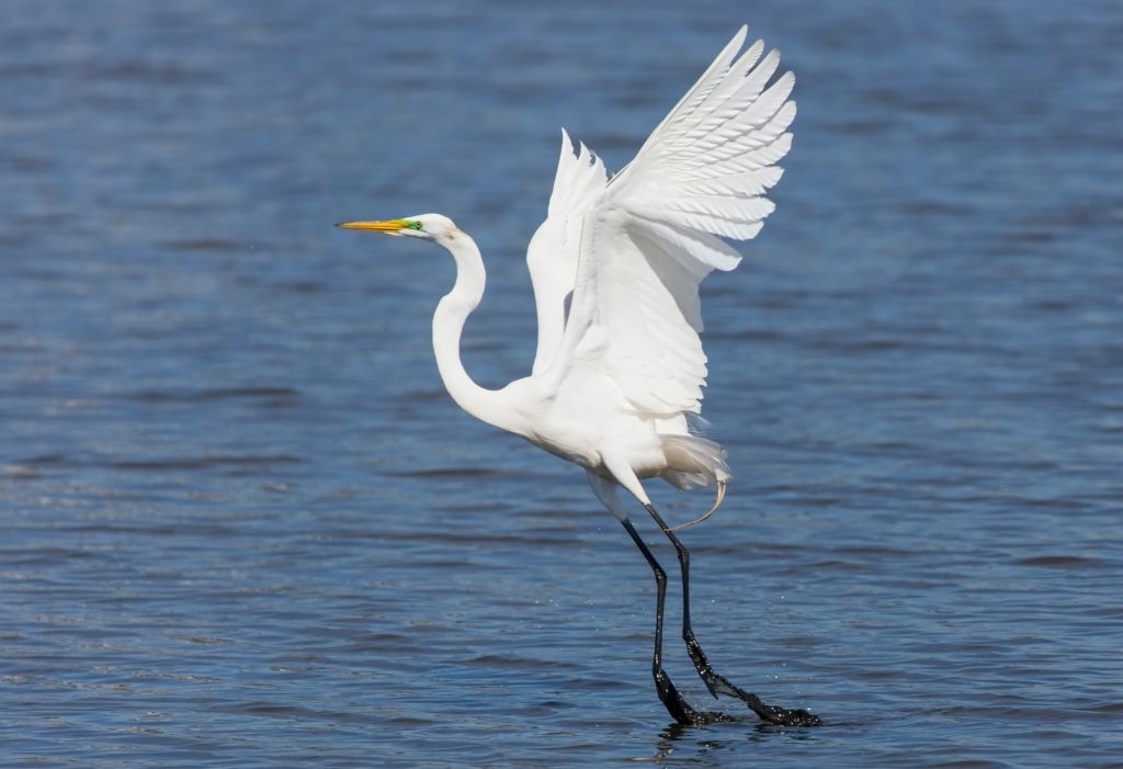 Egret Taking Off