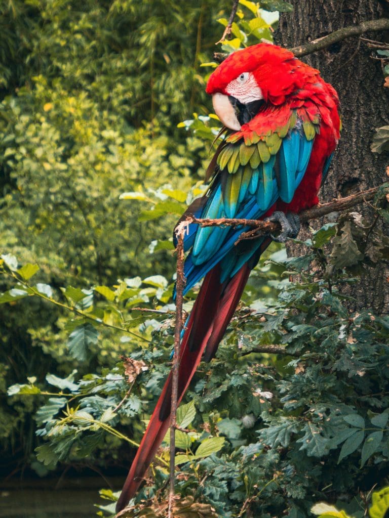 Macaw in Rainforest