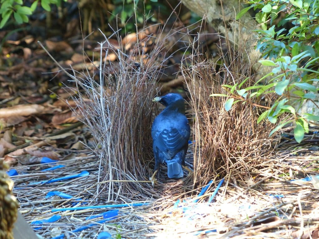 Satin Bowerbird Bower