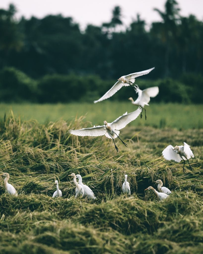 Egret Rookery