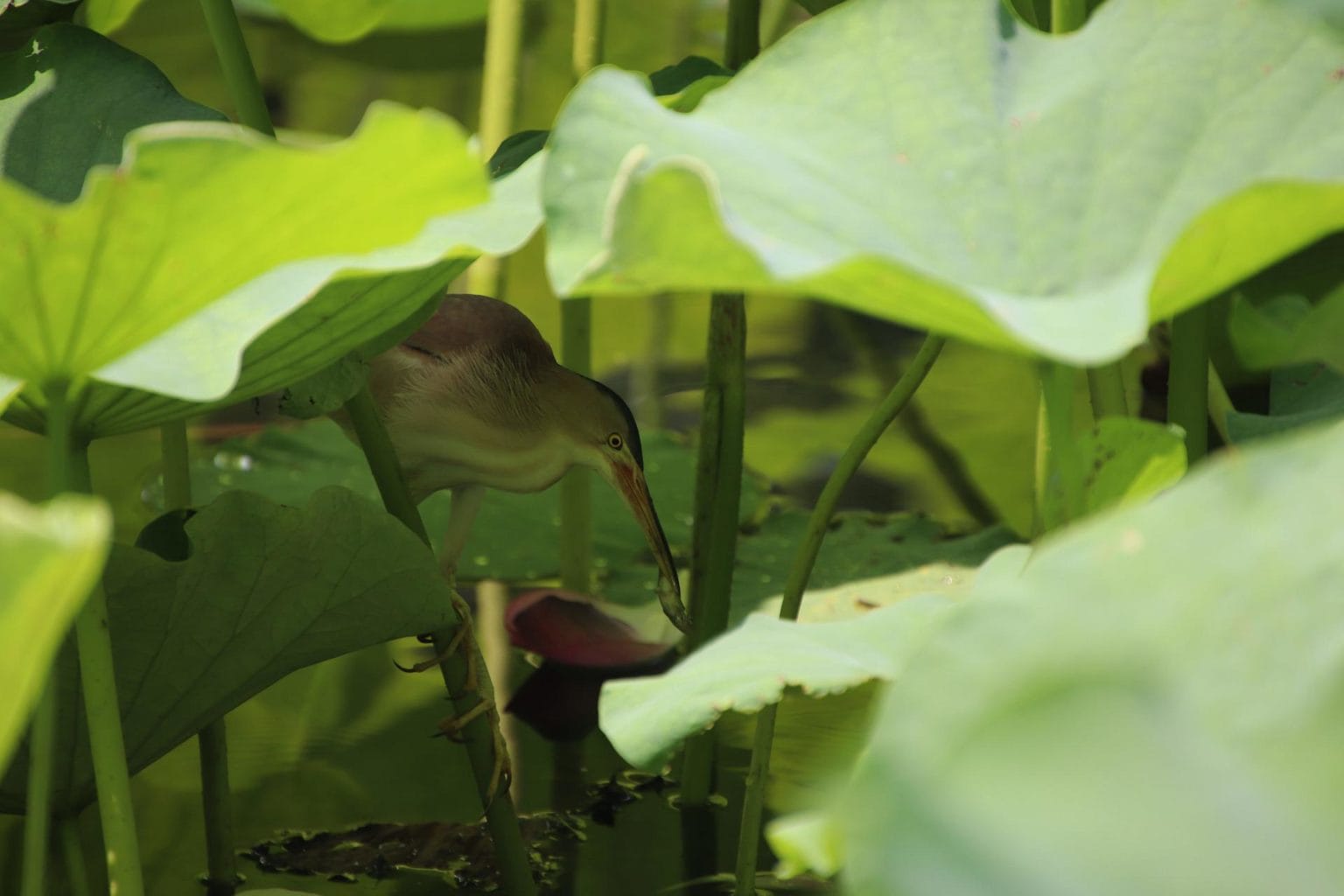 Bittern Symbolism & Meaning (+Totem, Spirit, & Omens) | World Birds