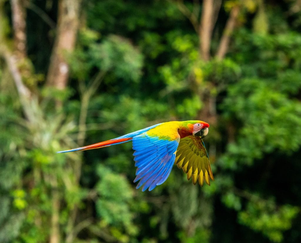 Macaw in Flight