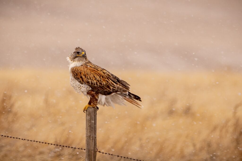 Ferruginous Hawk (Buteo regalis)