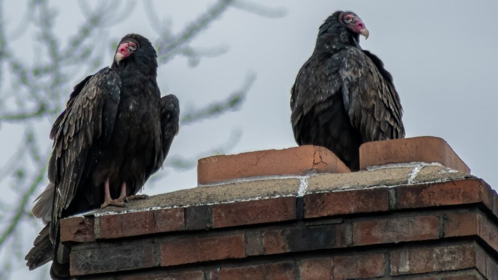 Pair of Turkey Vultures