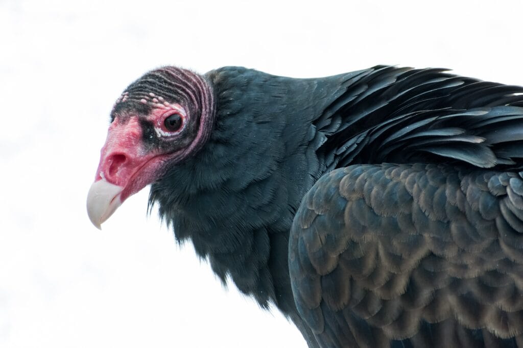 Turkey Vulture Close Up